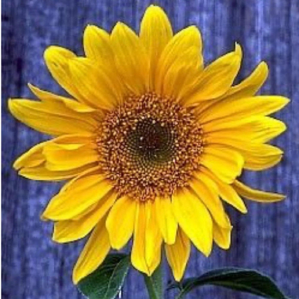 Meet your Posher, Sydney